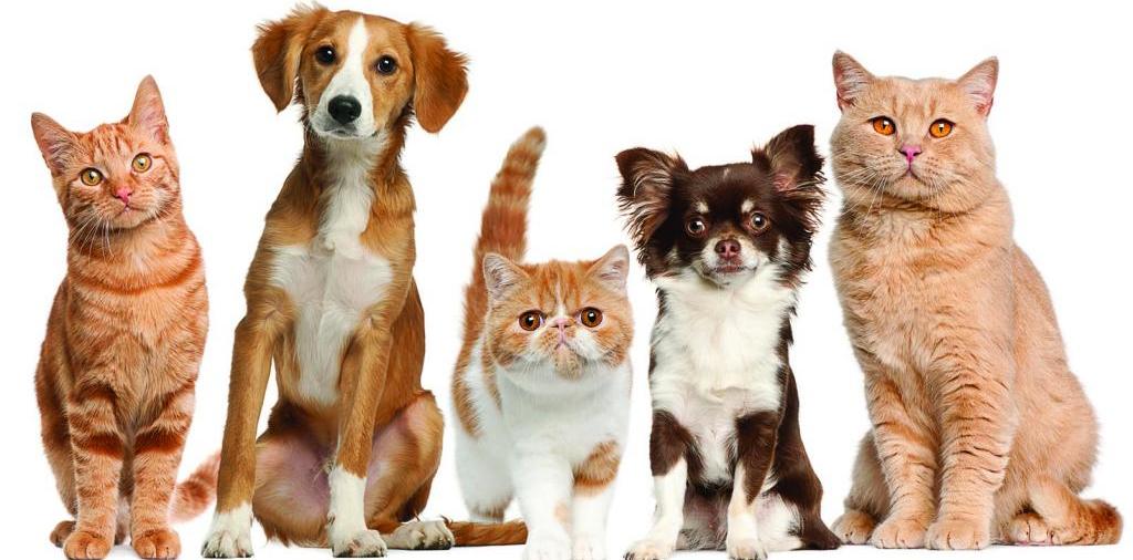 Доска объявлений о животных | ЗооТом - продажа, вязка и услуги для животных в Муроме