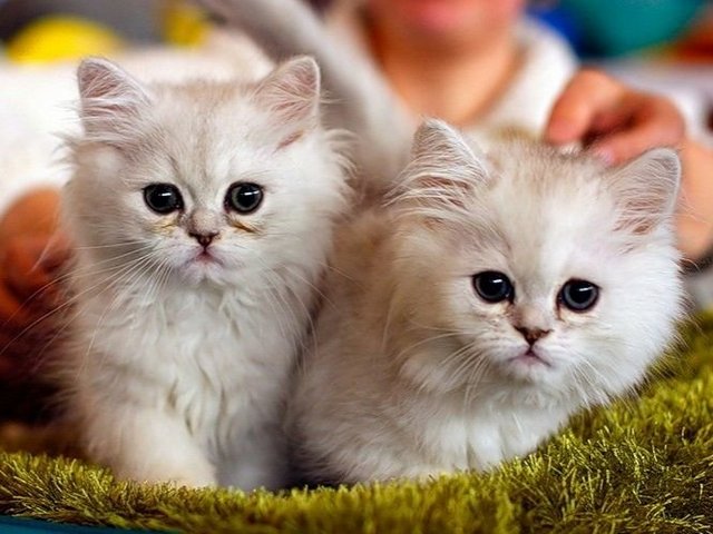 Породы кошек в Муроме | ЗооТом портал о животных
