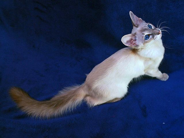 Выведенные породы кошек в Муроме | ЗооТом портал о животных