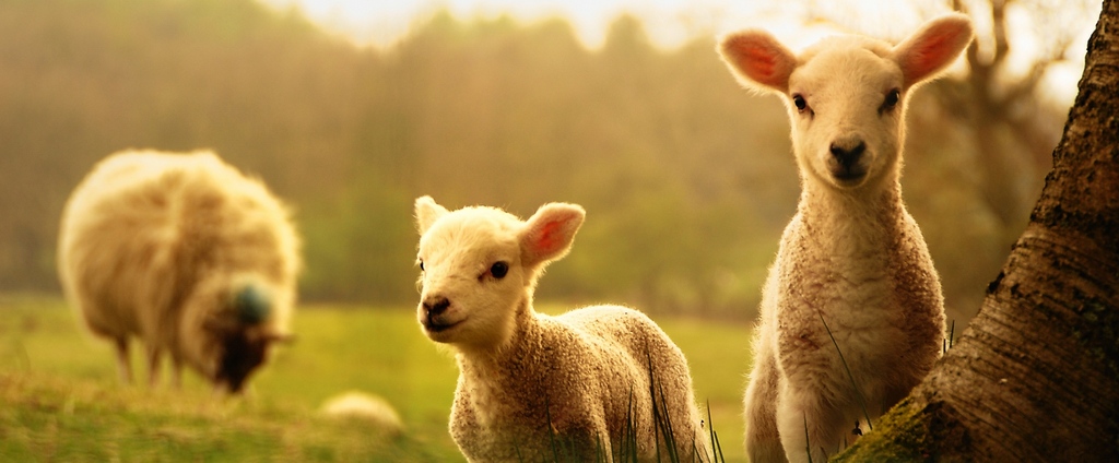 Объявления о сельскохозяйственных животных | ЗооТом - продажа, вязка и услуги для животных в Муроме