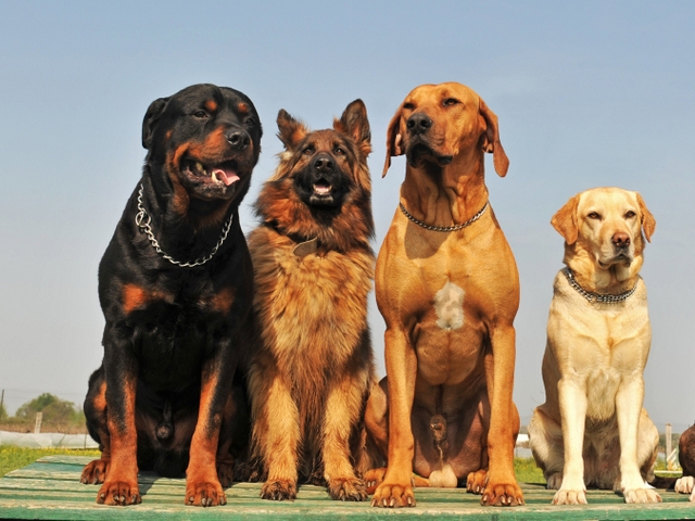 Крупные породы собак в Муроме | ЗооТом портал о животных